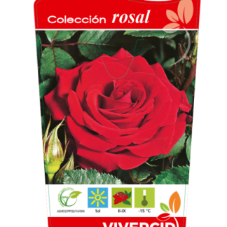 ROSAL PIE BAJO - ROJO