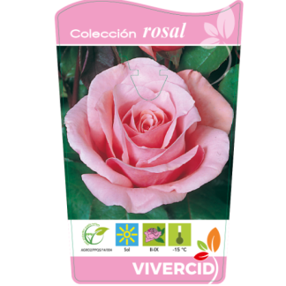 ROSAL PIE BAJO - ROSA