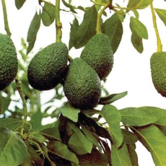 PERSEA AMERICANA (AGUACATE)
