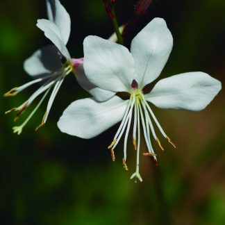 GAURA AFRICAN BLANCA