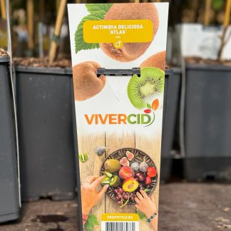 ACTINIDIA "ATLAS" (KIWI) MACHO