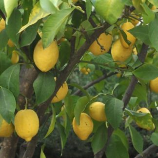 CITRUS LIMON (LIMONERO)