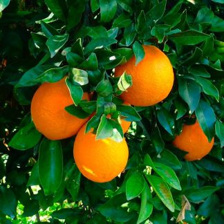 CITRUS SINENSIS (NARANJO)