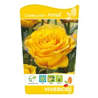 ROSAL PIE BAJO - AMARILLO