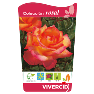 ROSAL PIE BAJO - BICOLOR