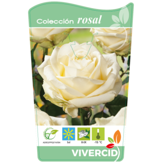 ROSAL PIE BAJO - BLANCO