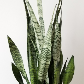 SANSEVIERIA TRIF. ZEYLANICA