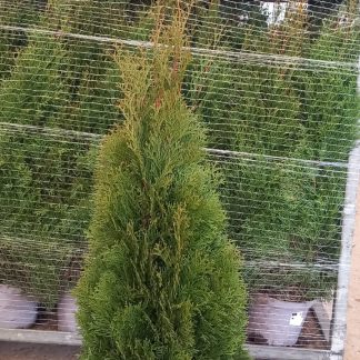 THUJA OCCIDENTALIS ESMERALDA