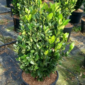 EUONYMUS JAP. VERDE COMPACTO
