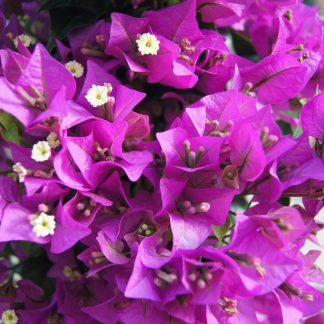 BOUGAINVILLEA SANDERIANA