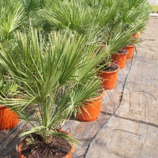 CHAMAEROPS HUMILIS