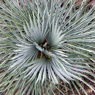 CHAMAEROPS HUMILIS CERIFERA