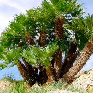 CHAMAEROPS HUMILIS TERRINA