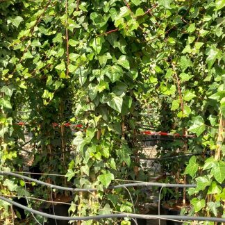 HEDERA CANARIENSIS VERDE