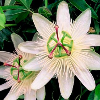 PASSIFLORA SNOW QUEEN®
