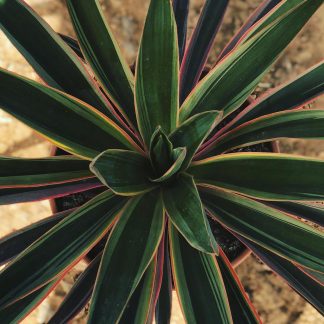 YUCCA GLORIOSA VGTA.