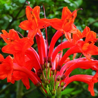 BIGNONIA CAPENSIS NARANJA TUTOR