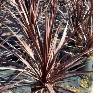 CORDYLINE RED STAR