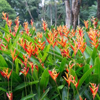 HELICONIA HAWAII