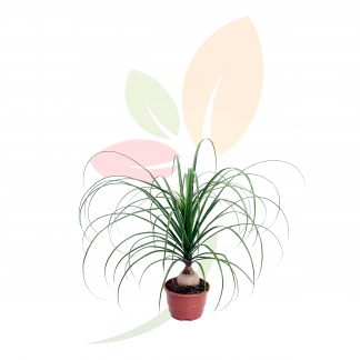 NOLINA (BEUCARNEA) TARRINA