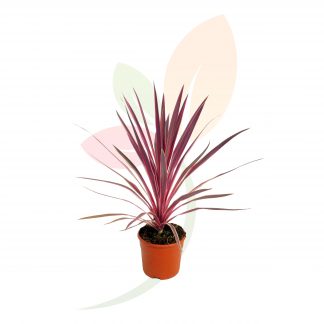 CORDYLINE PINK PASSION