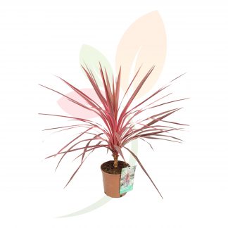CORDYLINE CHERRY SENSATION