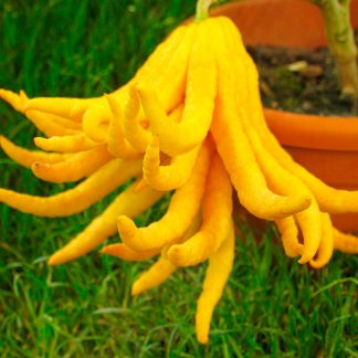 CIDRO DIGITADO (MANO DE BUDA)