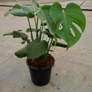 MONSTERA DELICIOSA
