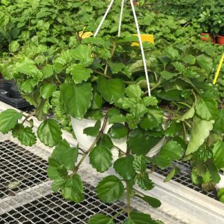 PLECTRANTHUS VERTICILLATUS (PLANTA DEL DINERO)