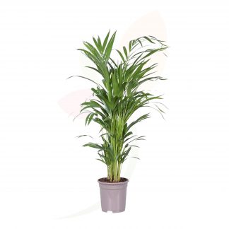 ARECA LUTECENSS