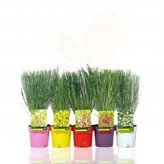 CYTISUS SCOPARIUS MIX