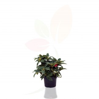 RHODODENDRON HIBRIDO (ESPECIAL NAVIDAD)