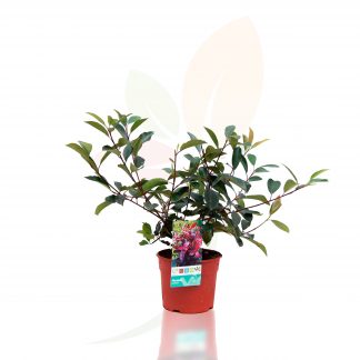 PHOTINIA 'RED ROBIN'