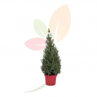 PICEA GLAUCA CONICA PIRAMIDAL (ESPECIAL NAVIDAD)