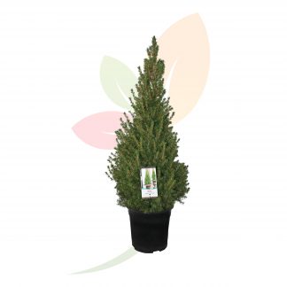PICEA GLAUCA CONICA PIRAMIDAL (ESPECIAL NAVIDAD)