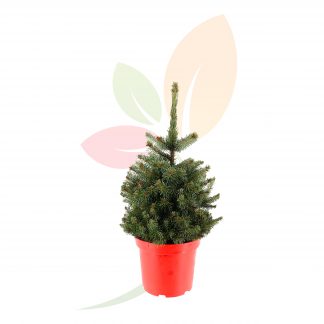 PICEA PUNGENS SUPER BLUE (ESPECIAL NAVIDAD)