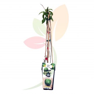 ACTINIDIA RED (KIWI ROJO)