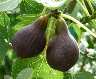 FICUS CARICA (HIGUERA) "BROWN TURKEY"