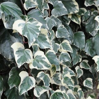 HEDERA GLORIA MARENGO TUTOR