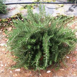ROSMARINUS PROSTRATA
