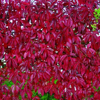 AMPELOPSIS QUINQUEFOLIA TUTOR