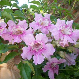 BIGNONIA RICASOLIANA