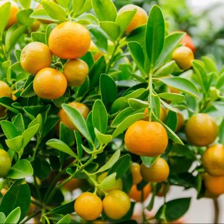 CITRUS FORTUNELLA MITIS (CALAMONDIN)