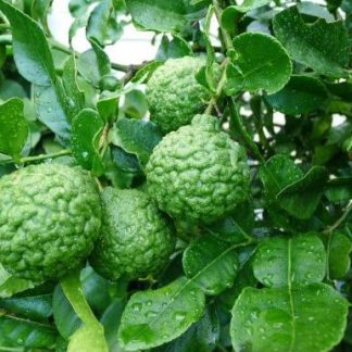 CITRUS HYSTRIX (LIMA COMBAVA)