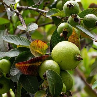 PSIDIUM (GUAYABA)