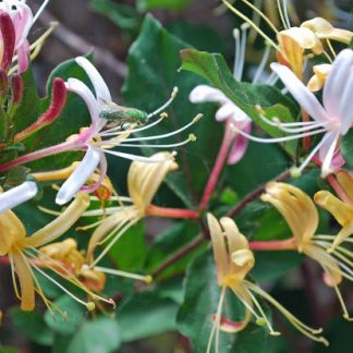 LONICERA JAPONICA (MADRESELVA) TUTOR