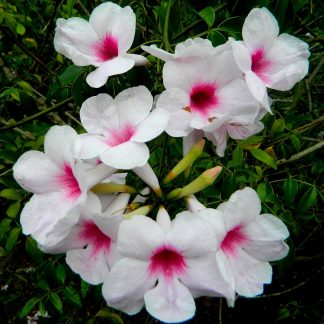 PANDOREA JASMINOIDES
