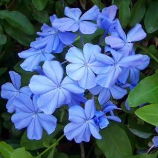PLUMBAGO CAPENSIS AZUL AURICULATA