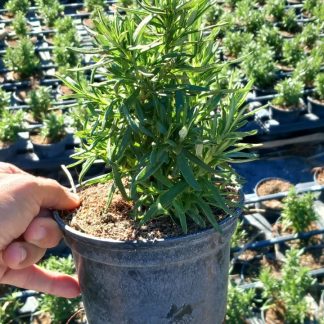 ROSMARINUS OFFICINALIS