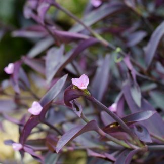 TRADESCANTIA PURPUREA